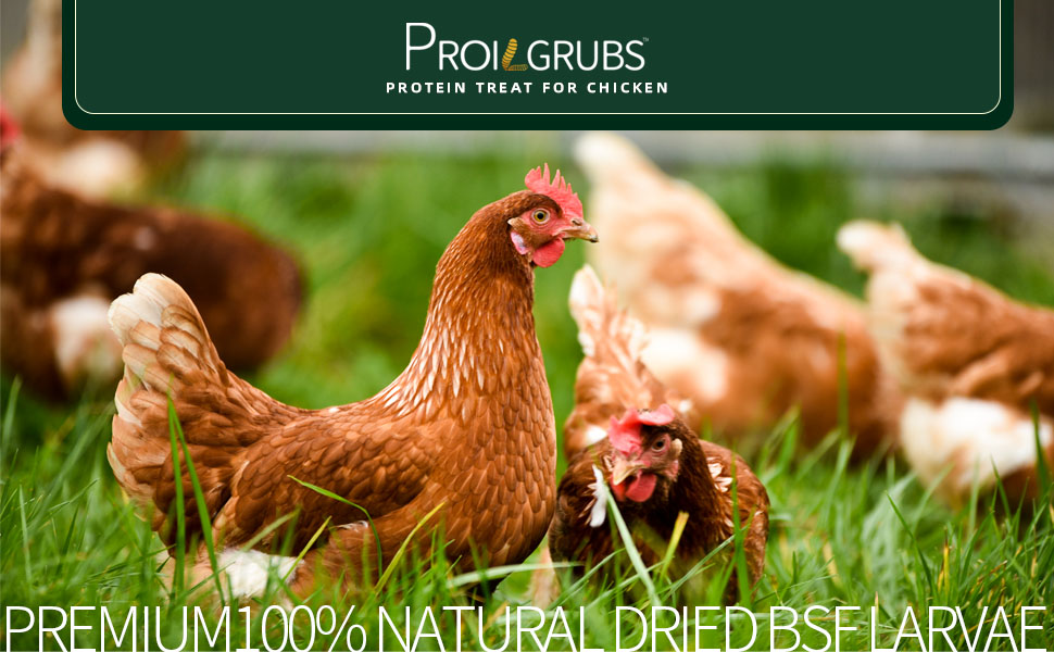PREMIUM 100% NATURAL DRIED BSF LARVAE