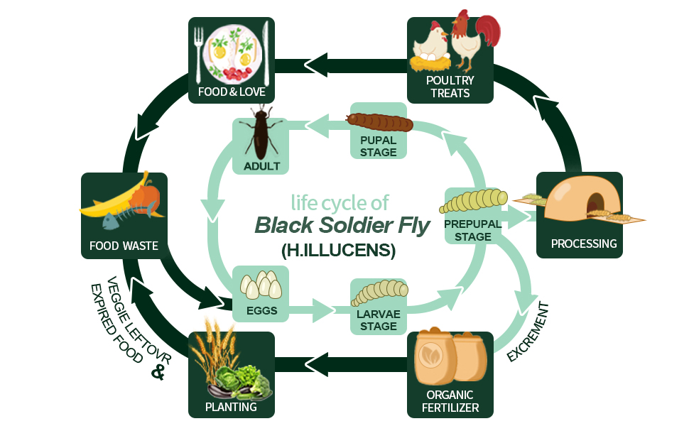 life cycle of bsf